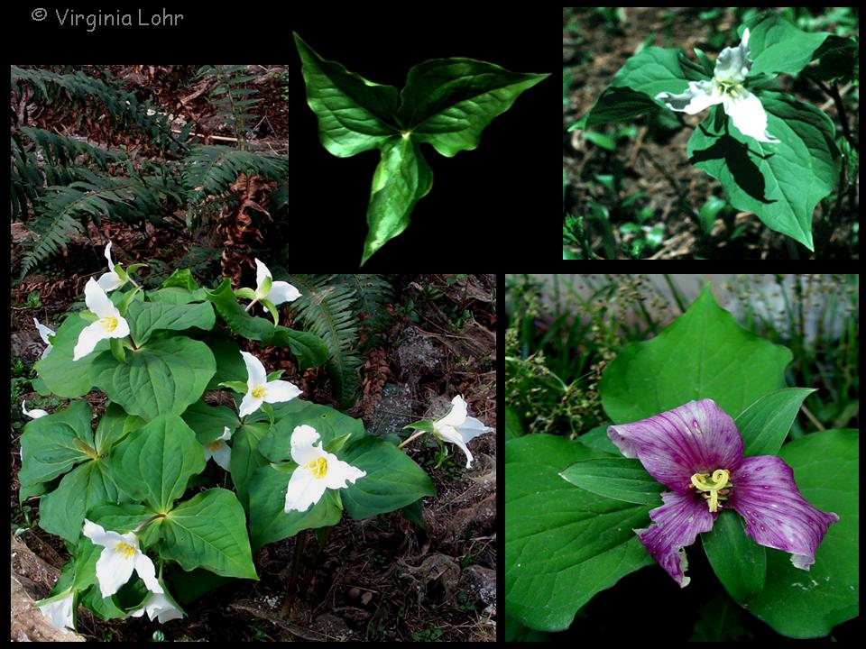 Trillium photos composite (Lohr)