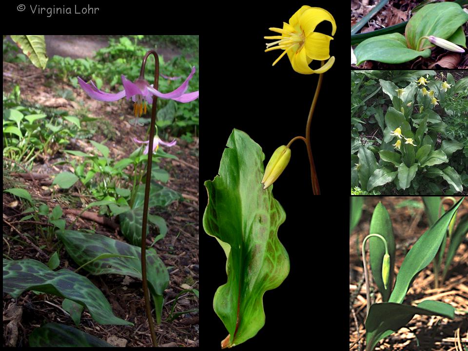 Erythronium photos (Lohr)