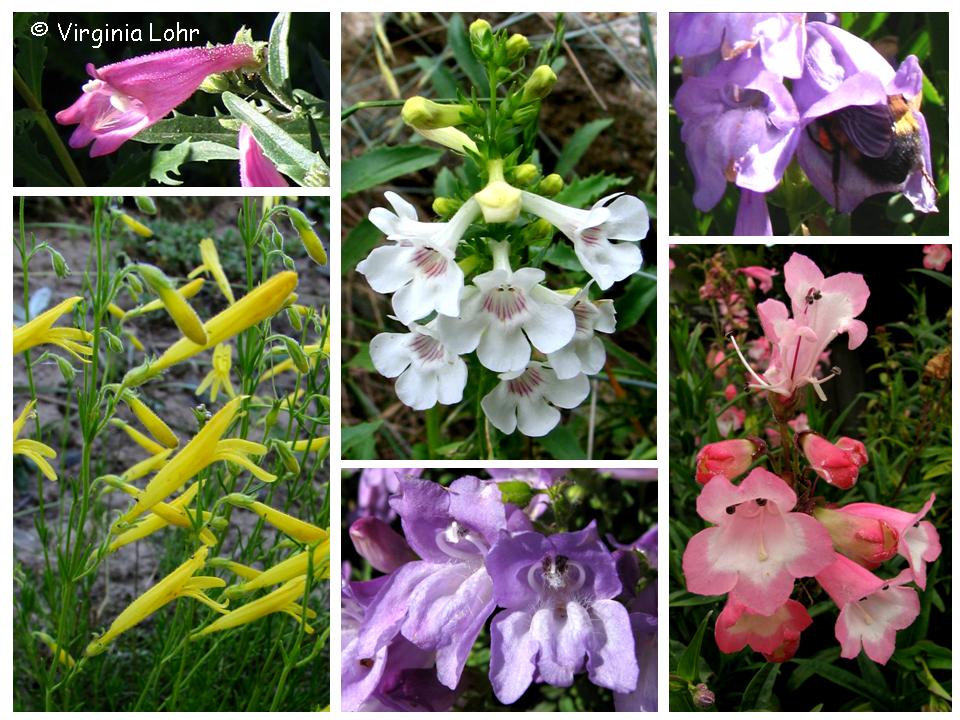 Penstemon flowers (V.I. Lohr)