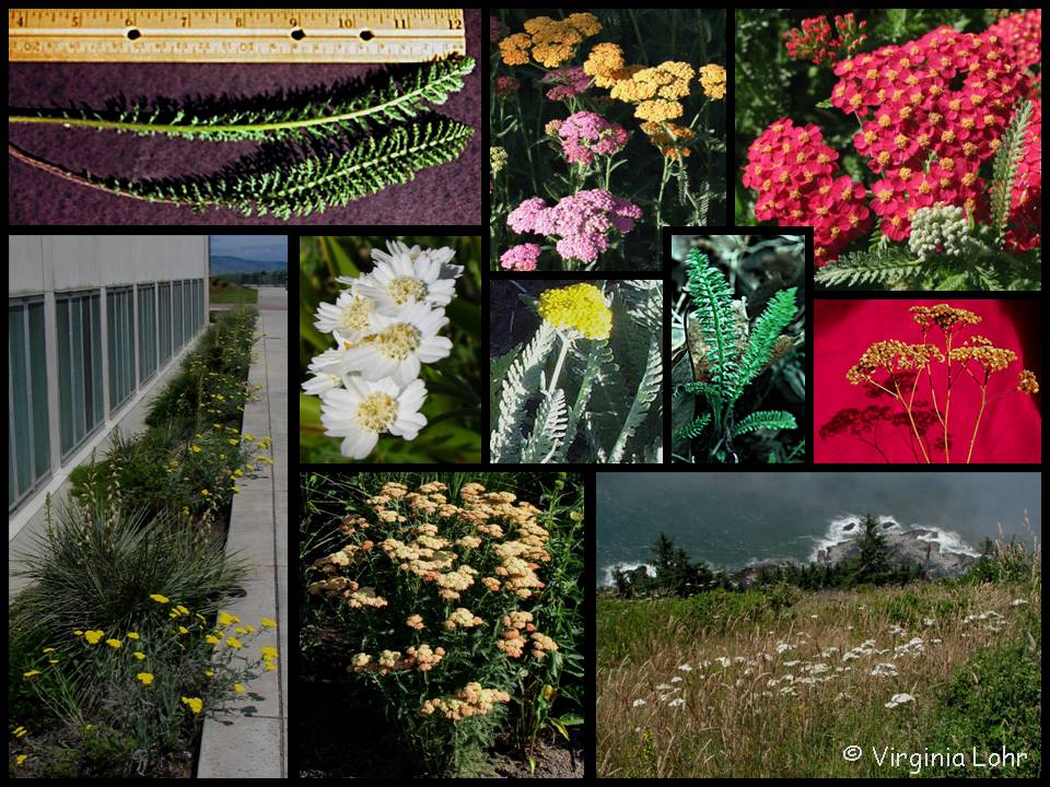 Pictures of Achillea spp. (V.I. Lohr)