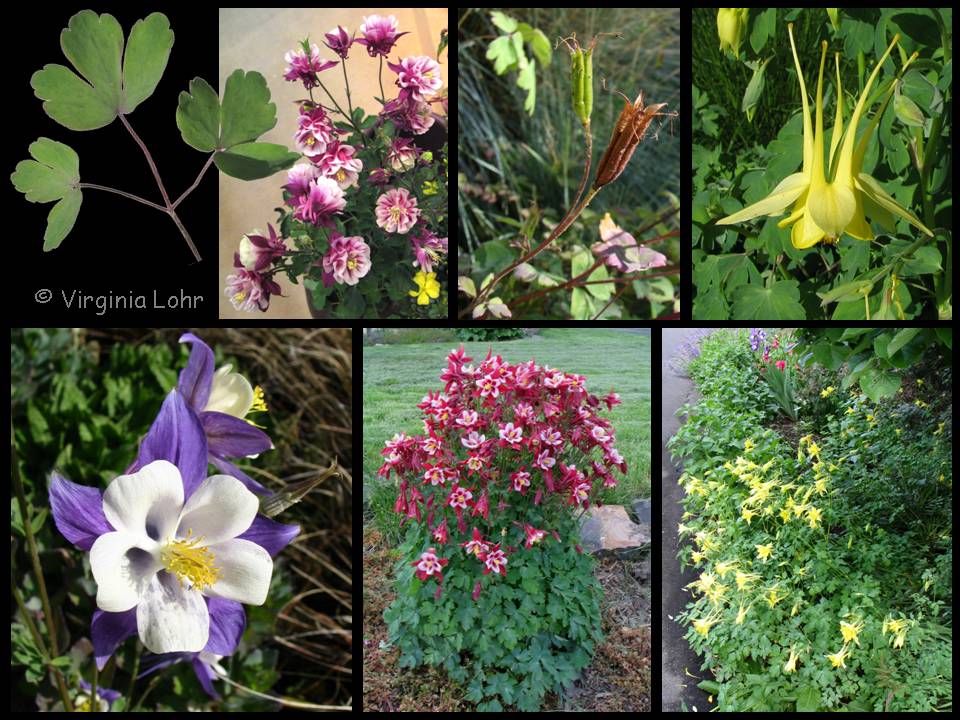 Aquilegia photos (V.I. Lohr)