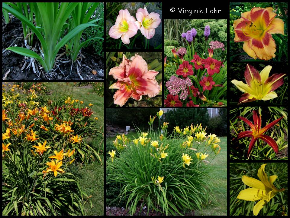 Hemerocallis photos (V.I. Lohr)