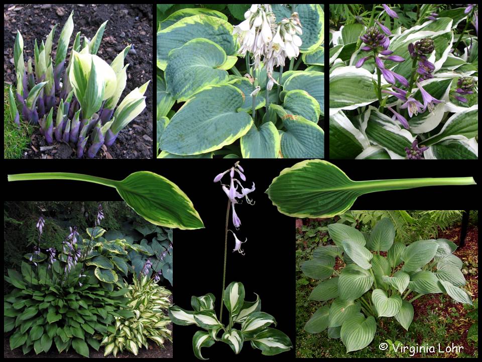 Hosta photos (V.I. Lohr)